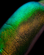 NEVERLAND ORIGINAL MULTICHROME LOOSE EYESHADOW